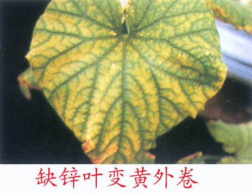 硫酸锌|硫酸亚铁|一水硫酸锰|五水硫酸铜专业生产厂家-长沙锐启